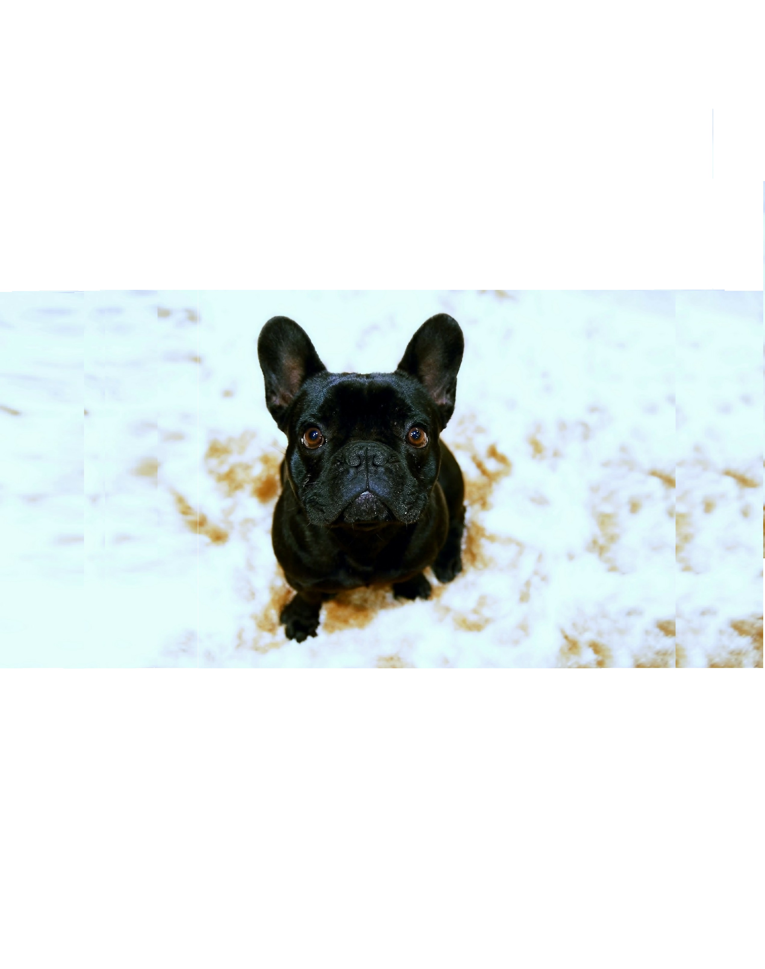 Es gibt die Französischen Bulldoggen in den verschiedensten Farben. Ihr habt die Wahl zwischen den gängigen Felltönen wie schwarz oder weiß.