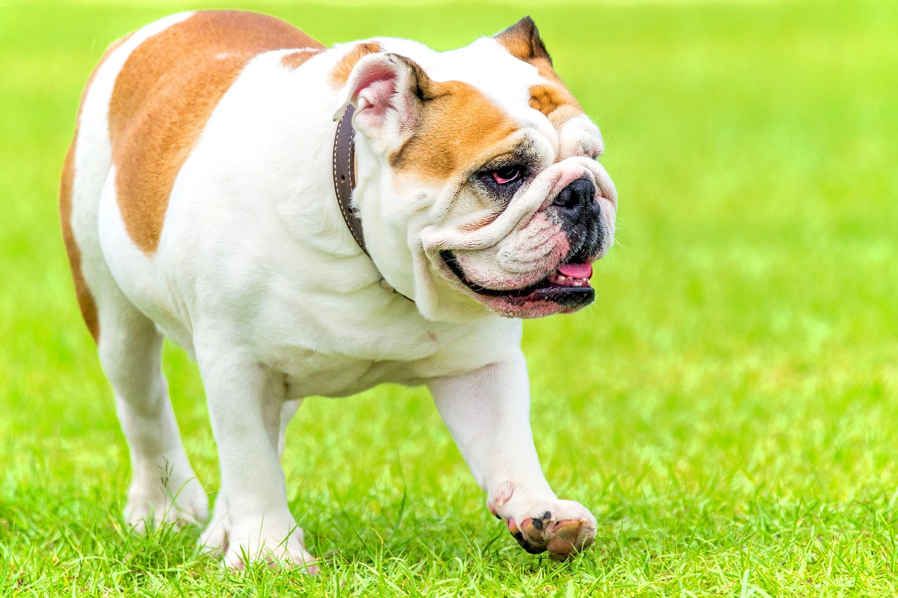 Brachyzephale Hunde - die häufigsten Probleme bei Hunden mit flachem Gesicht
