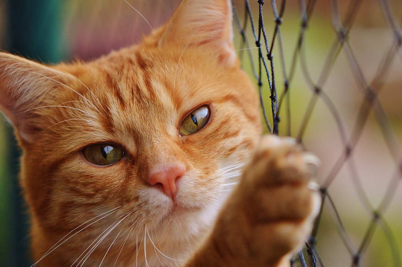 Schaffen Sie einen sicheren Ort für Ihre Katze. Schutz von Fenstern und Balkonen.