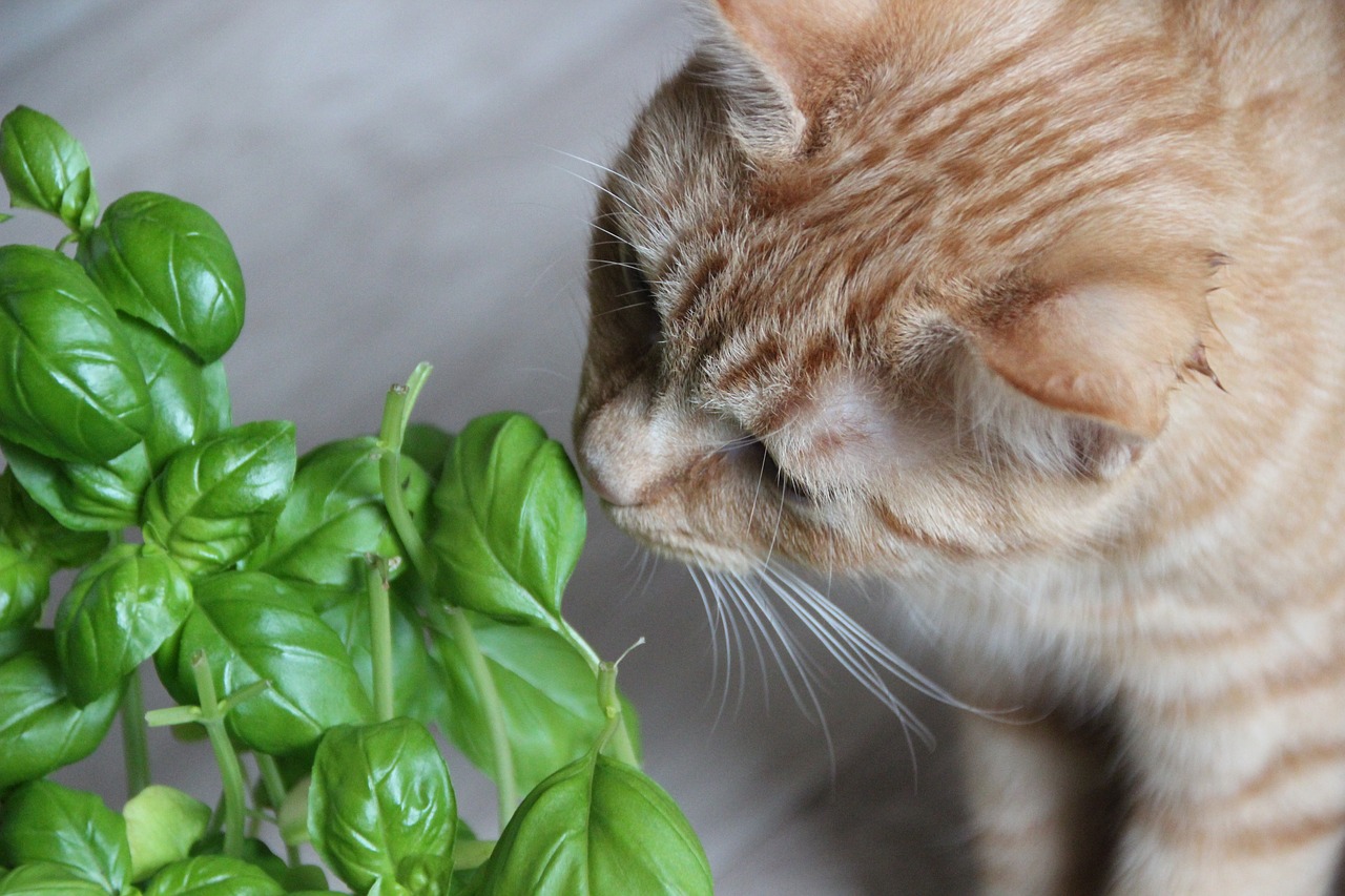 Welche Pflanzen sind gefährlich für Ihre Katze?