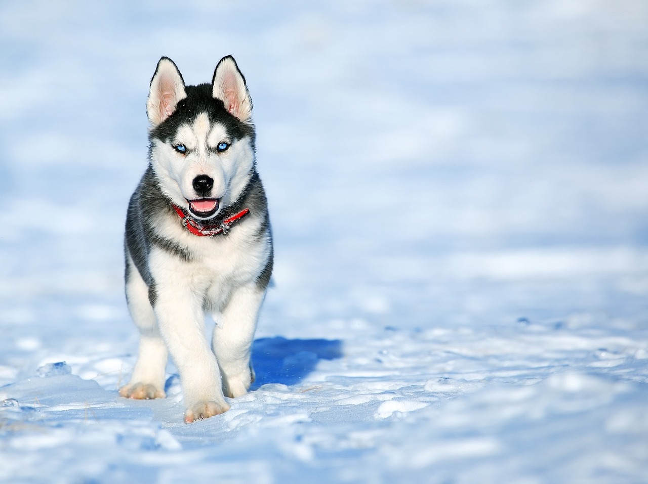 Hundeenzyklopädie: Siberian Husky