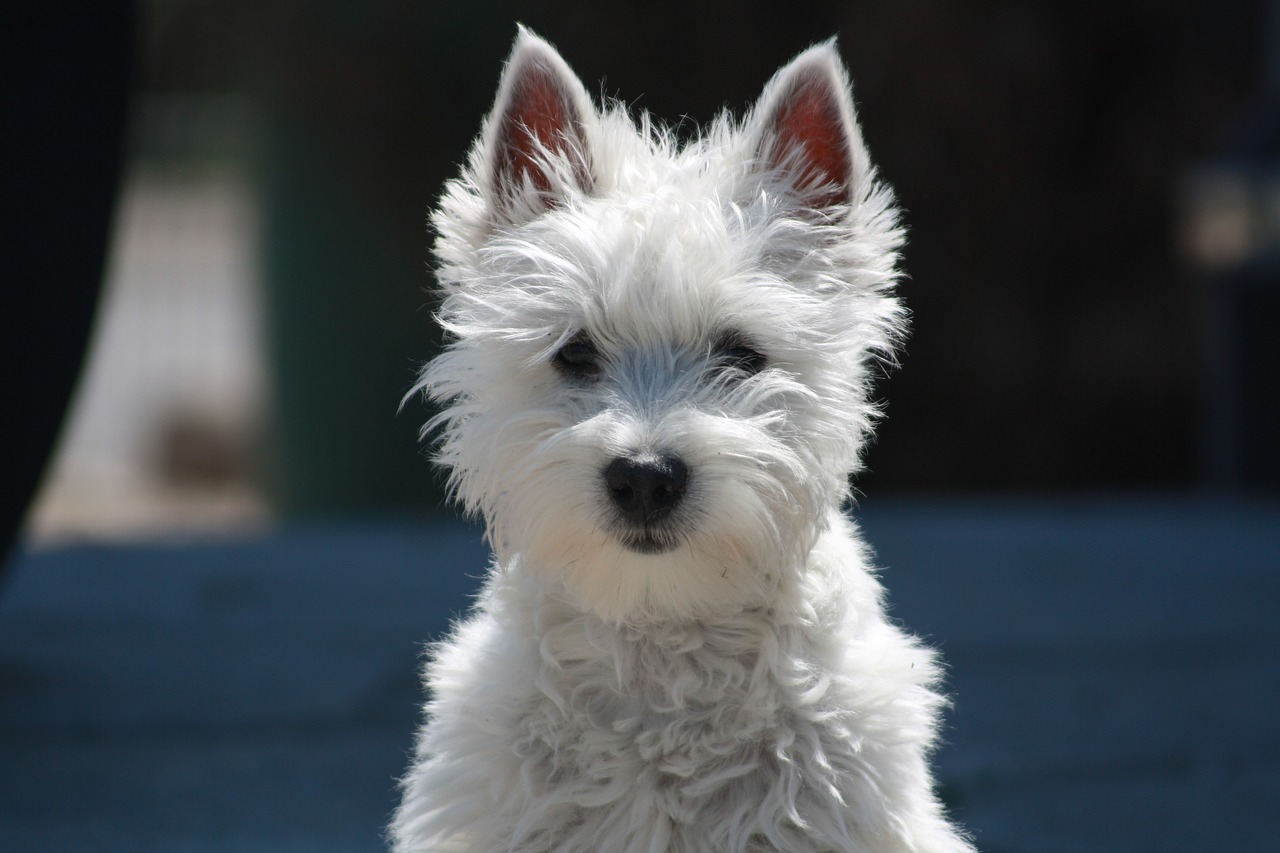 Hundeenzyklopädie: West Highland White Terrier. Was sind die beliebtesten Westen?