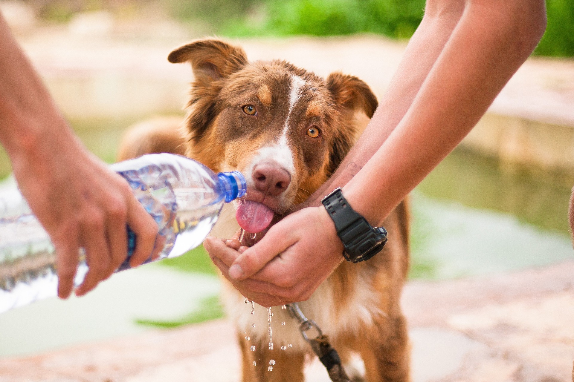 Auch wenn sich in der Nähe Wasser befindet, nehmen Sie immer eine Flasche Wasser für den Hund mit.