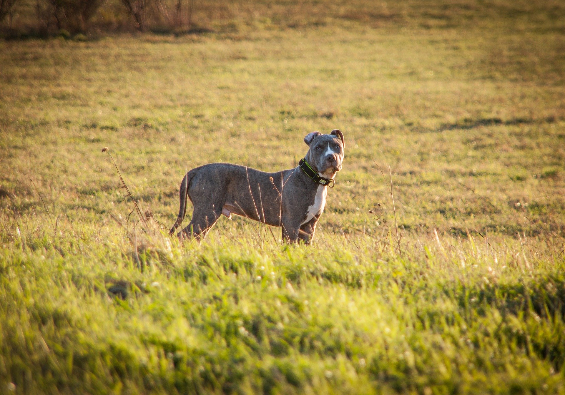 Der American Staffordshire Terrier gilt als die Hunderasse, die relativ gesund ist und bis zum Ende gute Kondition hat. Die Hunde sind stark, kräftig und muskulös.