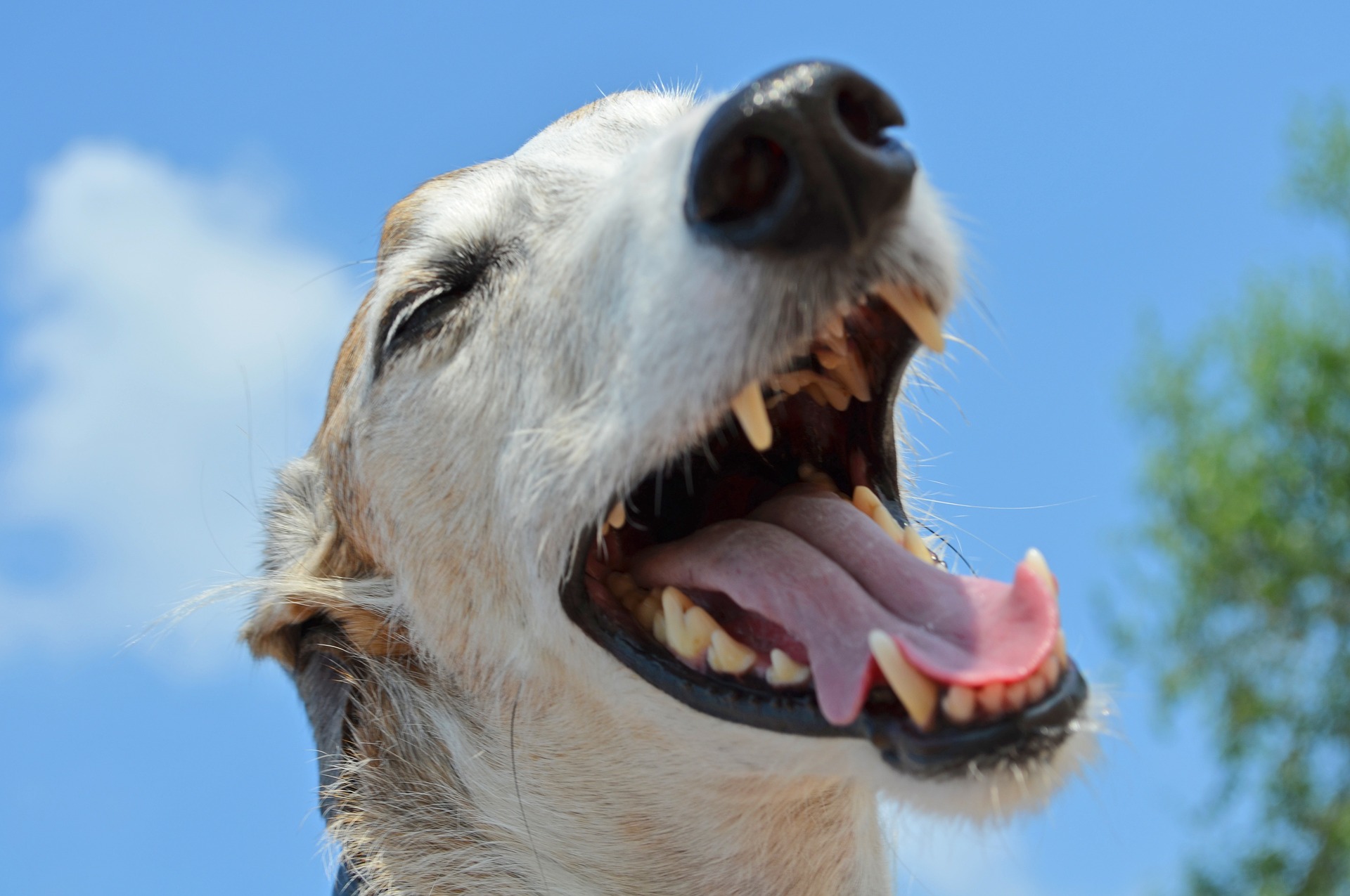 Junge Hunde-Zähne sind meist noch intakt, ältere oft angegriffen.