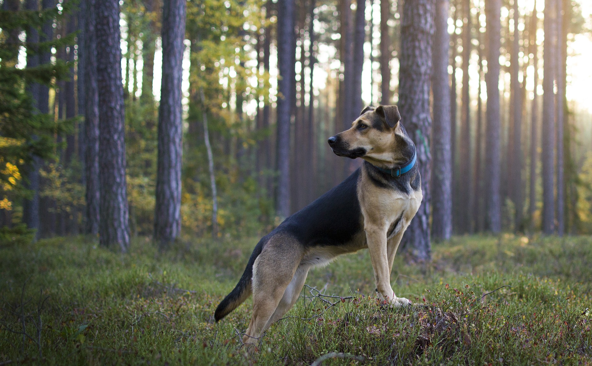Auch im Wald sollten Hunde an der Leine gehalten werden.