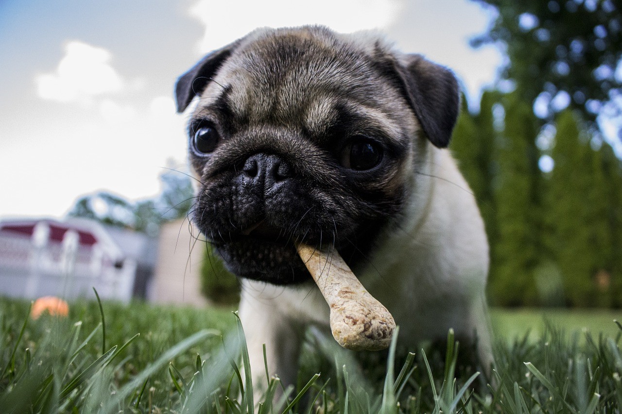 Mops mit Knochen. Wenn Hunde die falschen Leckereien und Futtermittel erhalten, kann dies zu verschiedenen Arten von Allergien führen.