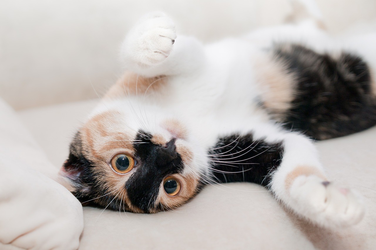 Katzennase, eine Krankheit, die das Sehvermögen von Katzen zerstört