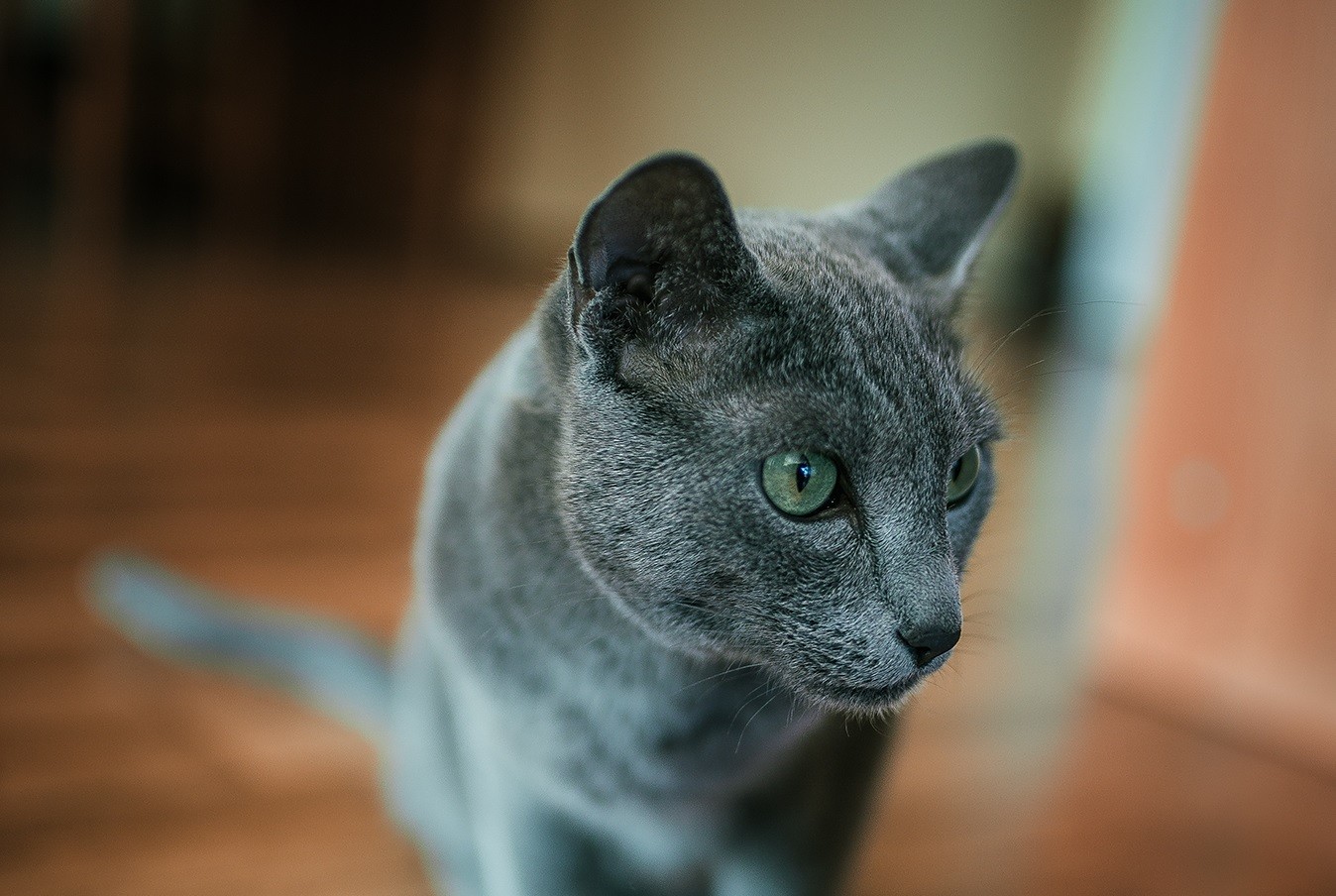 Katzenenzyklopädie: Russische blaue Katze. Was sind grünäugige russische Katzen?