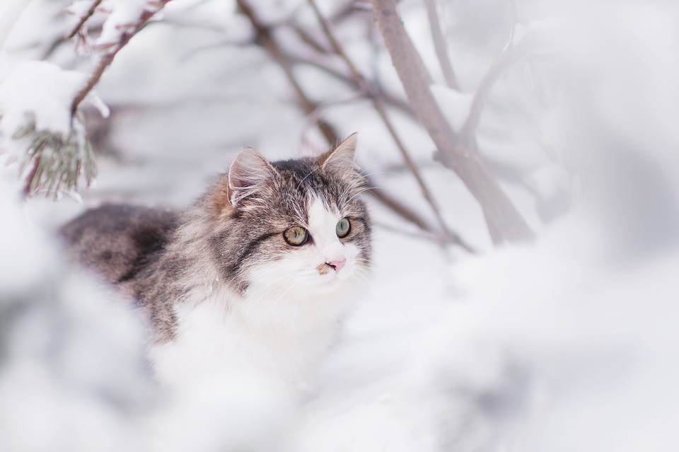 Wie pflegt man eine Katze im Winter?