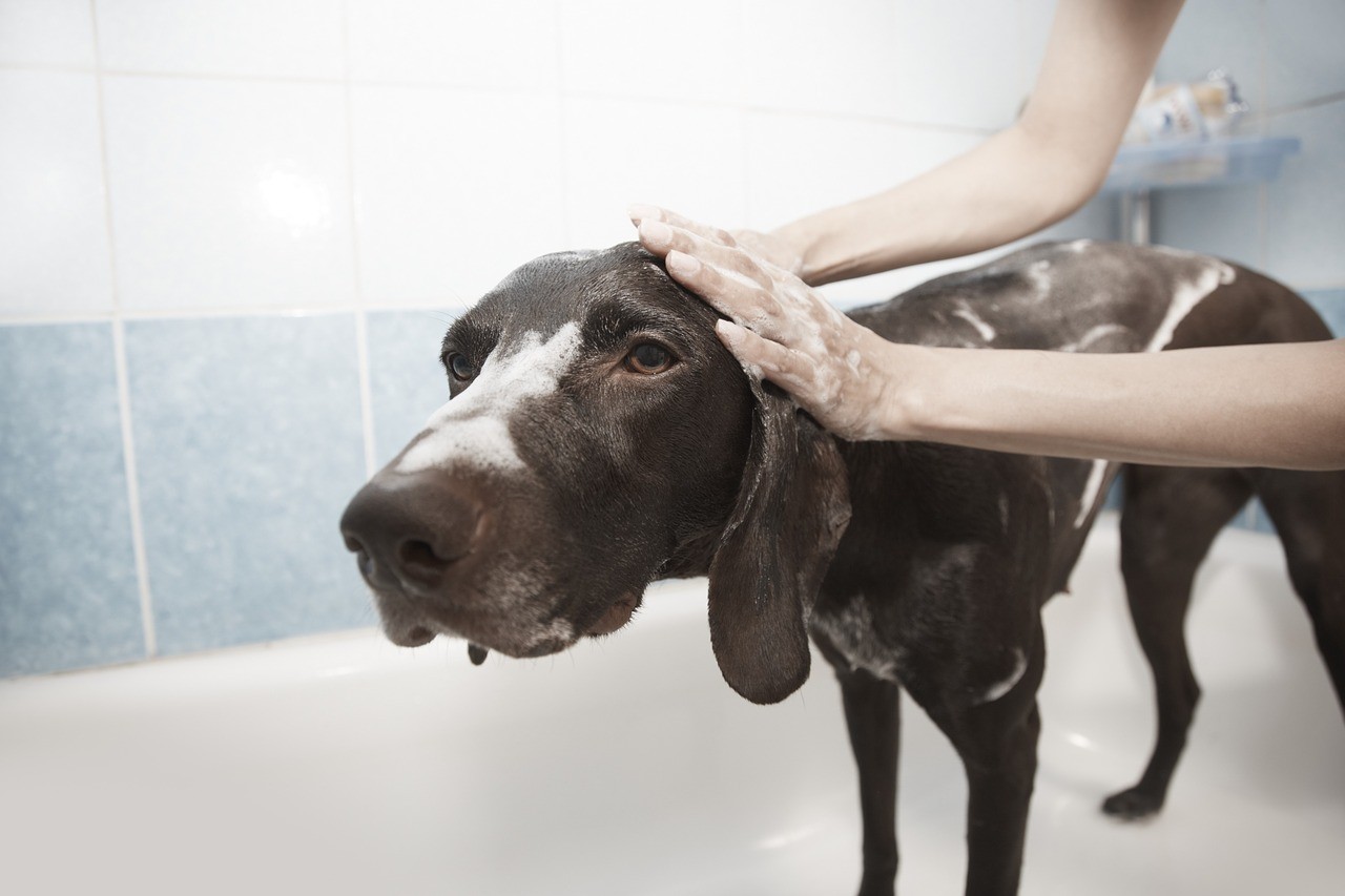 Hundebäder können angenehm sein. Es erfordert nur Vorbereitung und Gewöhnung des Hundes an ein Bad.