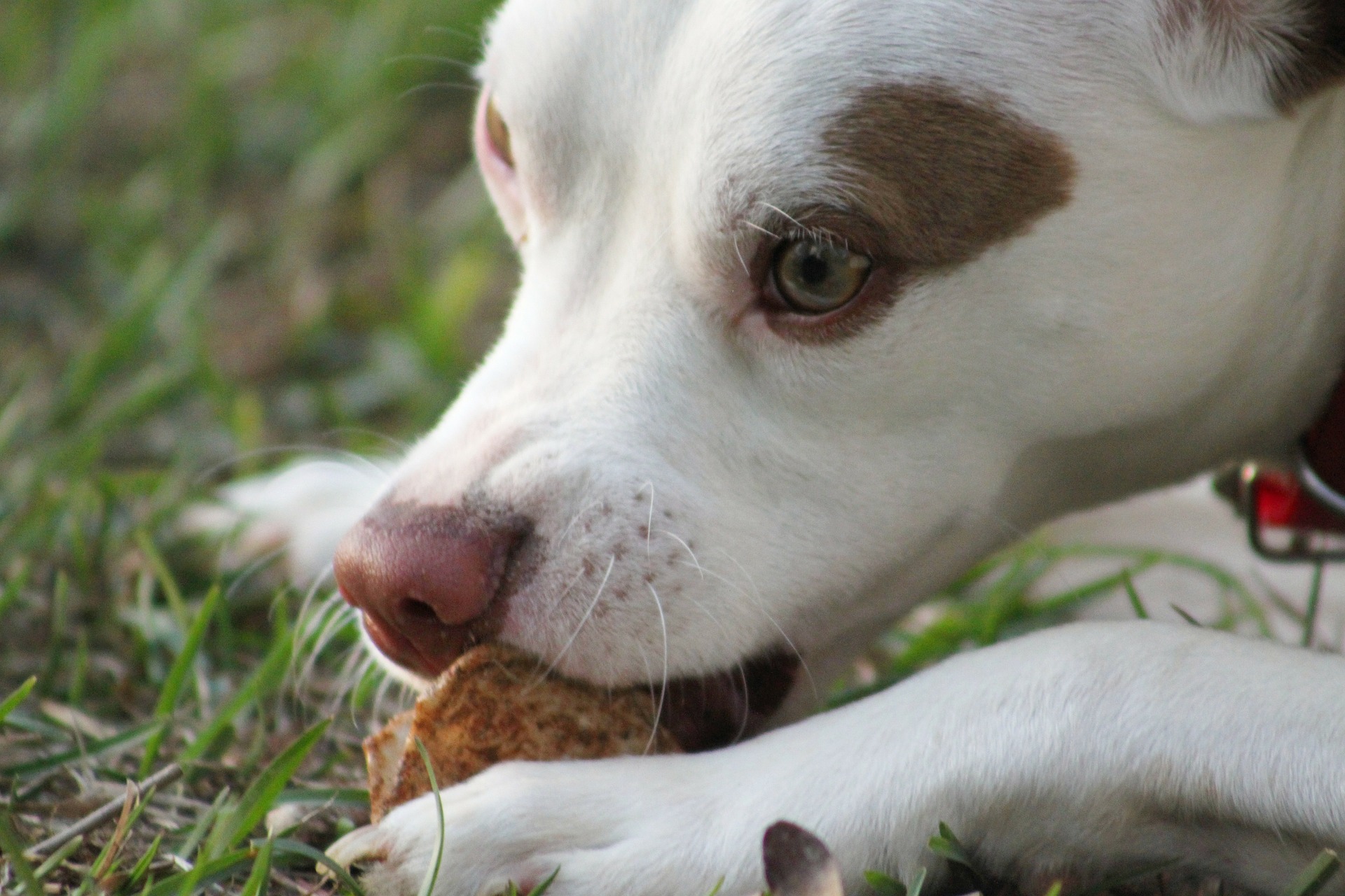 Vitaminleckerlis haben Formen, die leicht zu essen sind und Ihrem Hund serviert werden können.
