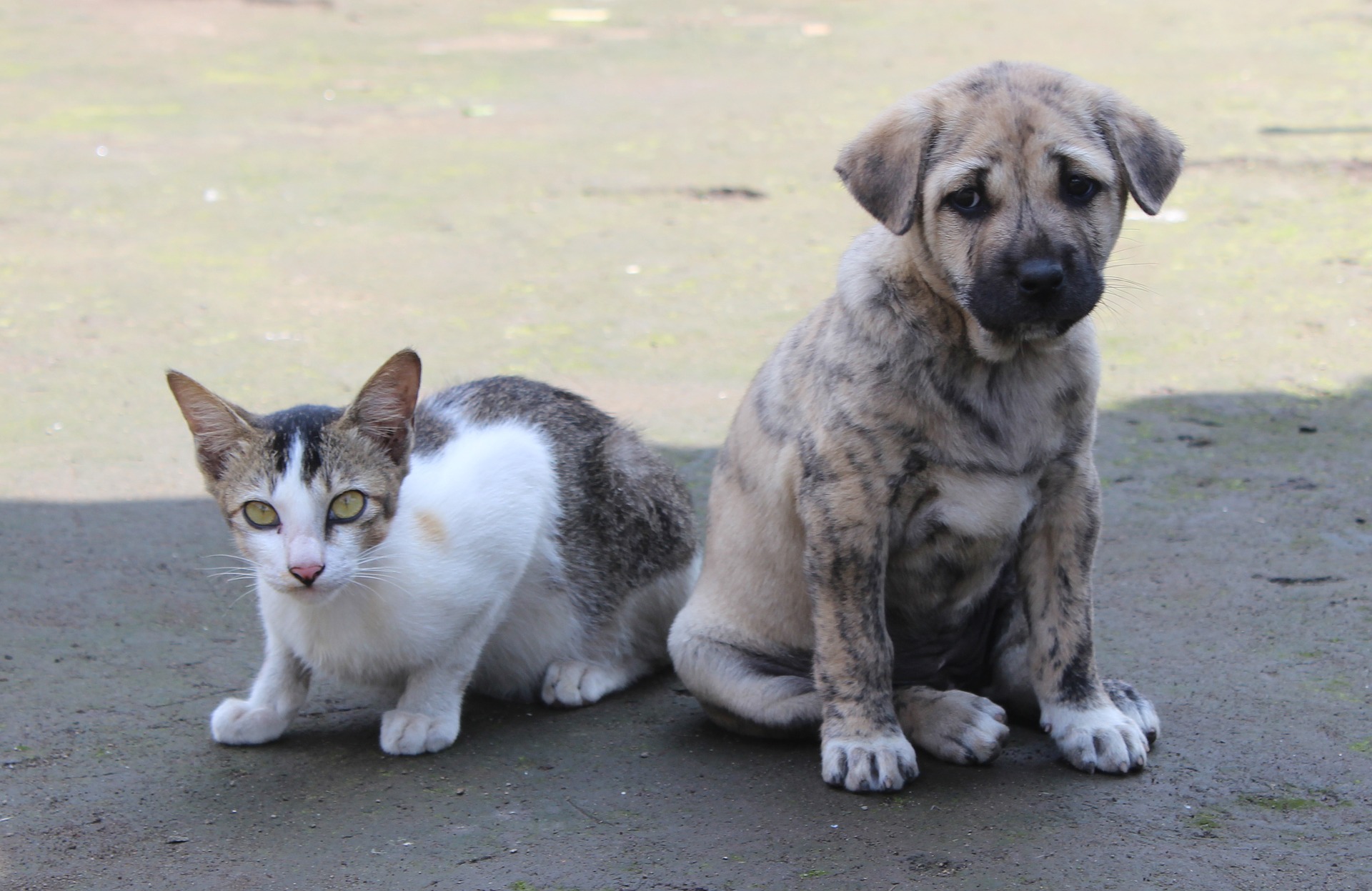 IBD (entzündliche Darmerkrankung) ist eine Krankheit, die sowohl Hunde als auch Katzen befallen kann