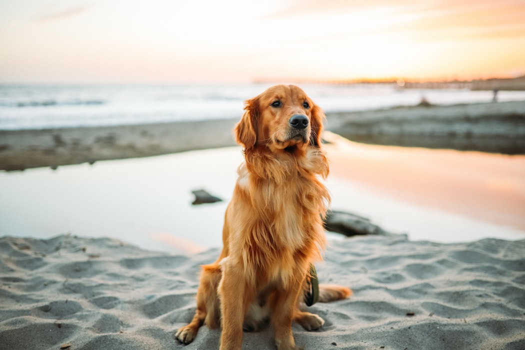 Hundeenzyklopädie: Golden Retriever