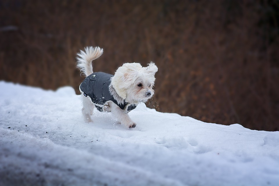 Winterspaziergänge mit einem Hund - was ist zu beachten?