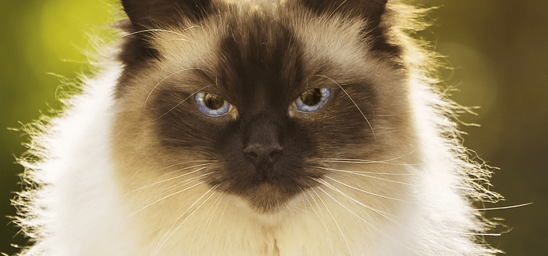 Katzenenzyklopädie: Ragdoll Katze. Sind Ragdolls die süßesten Katzen der Welt?