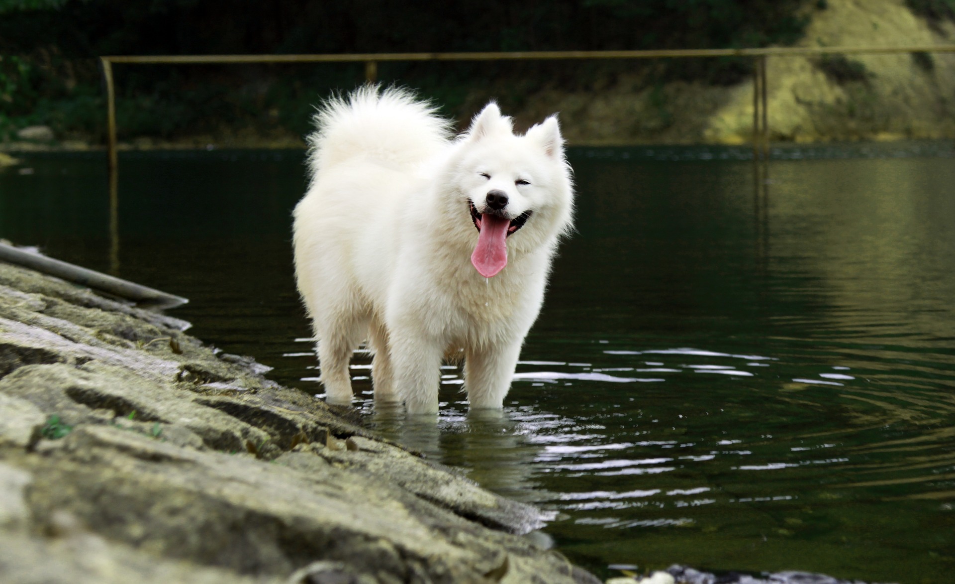 Weiße, flauschige Hunde mit einem ständig lächelnden Schnauzenausdruck nehmen heute weltweit an der Hundetherapie teil, und draußen sind sie ein wahrer Vulkan der Energie.