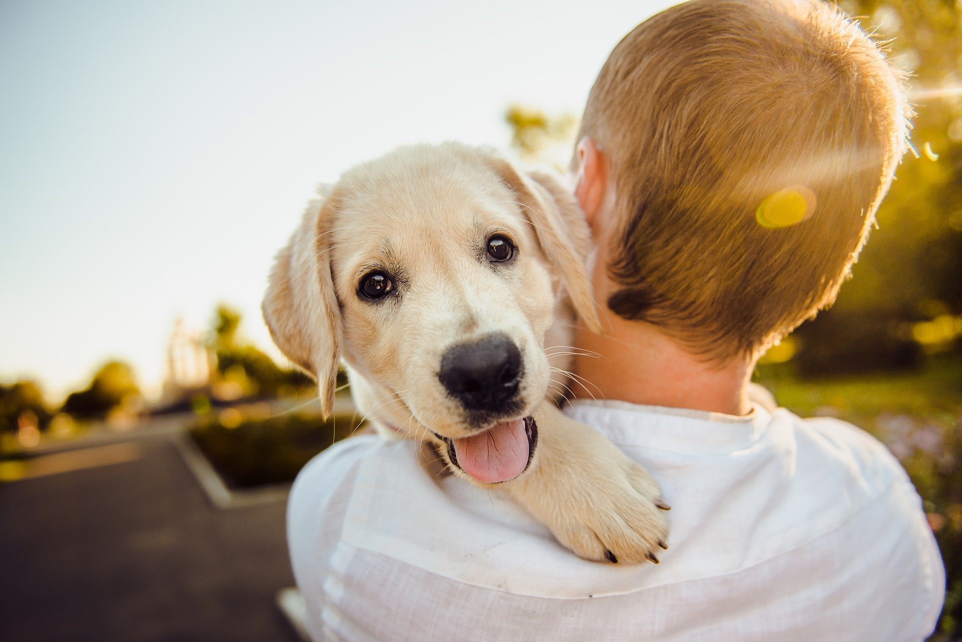 Die Aufzucht eines Hundes ist ein Prozess, der Beständigkeit und Zusammenarbeit zwischen allen Familienmitgliedern erfordert.