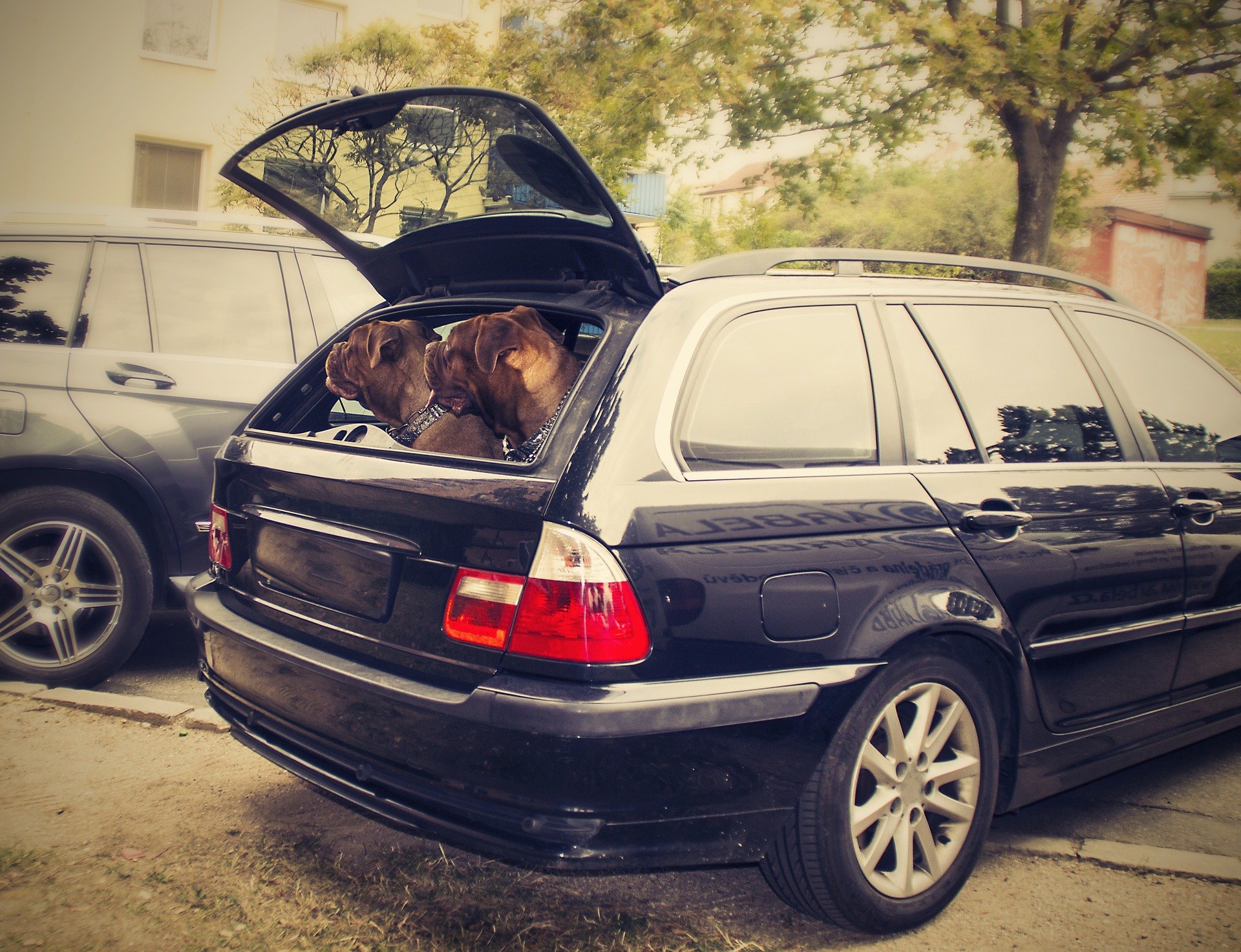 In Polen wird immer häufiger eine Hundeversicherung angeboten. Es kann vor den Auswirkungen eines Unfalls mit einem Haustier schützen.