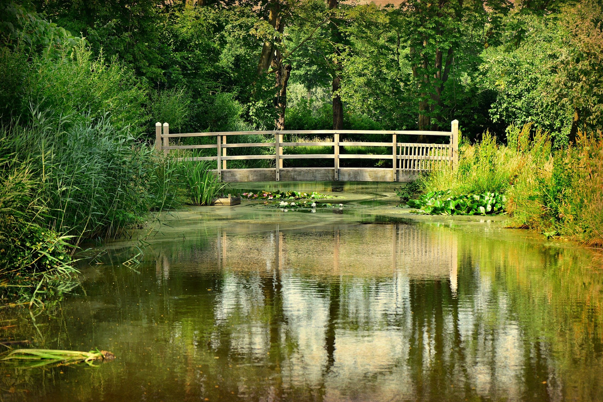 Ein Teich im Garten ist ein zeitloses dekoratives Element, besonders wenn er mit Pflanzen bepflanzt ist und Wasser aus ihm sprudelt.