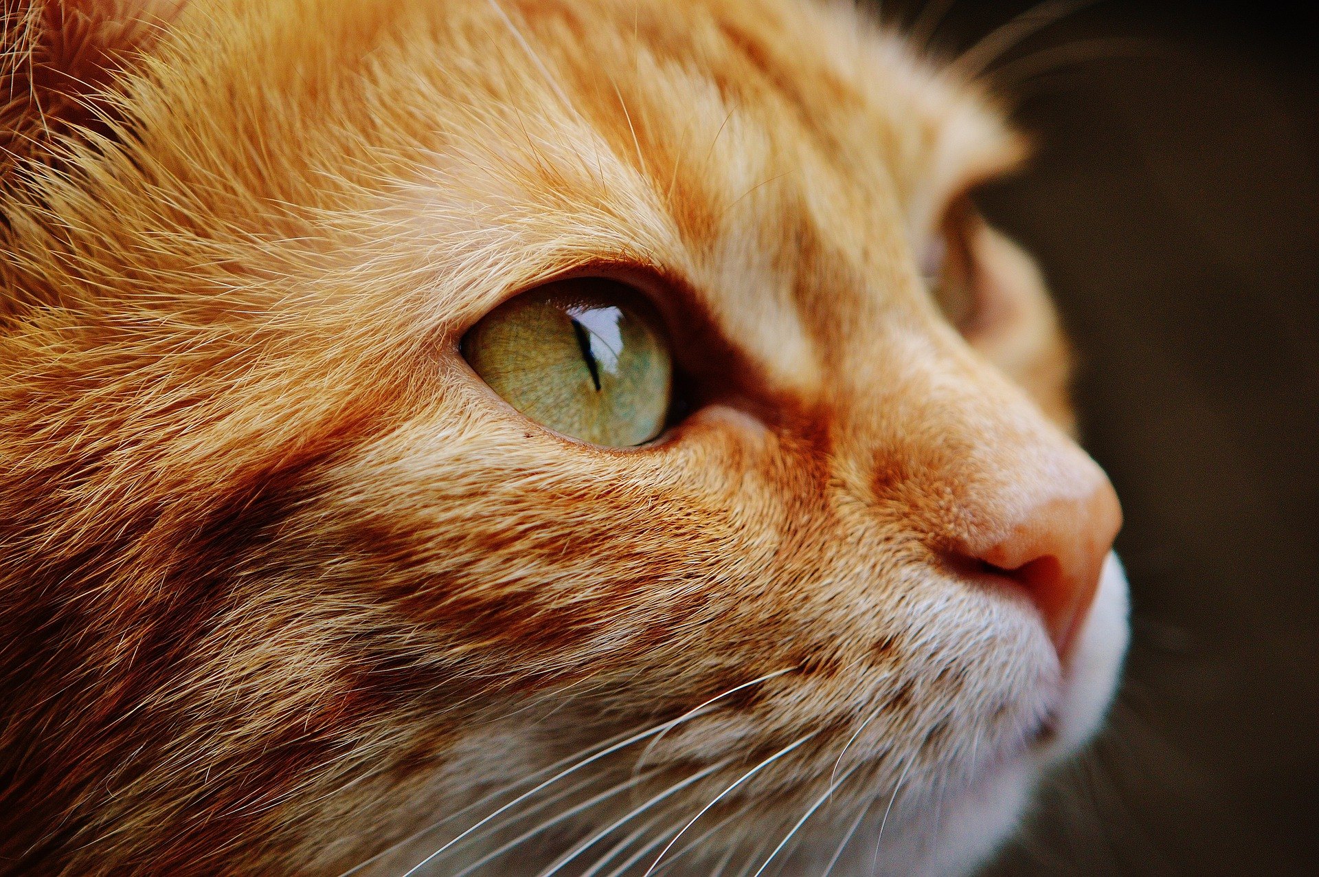 Die Augen von Katzen haben eine ziemlich ausgeprägte Struktur, die sich von der Anatomie des menschlichen Auges sehr unterscheidet.