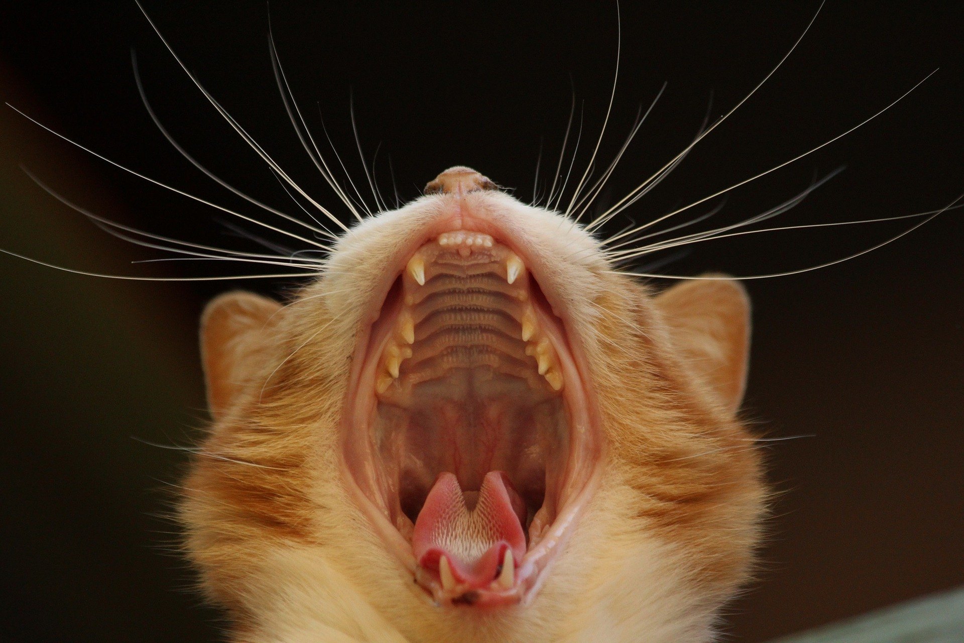 Zahnfleischentzündung bei einer Katze wird häufig durch Zahnsteinbildung verursacht, kann jedoch das Ergebnis schwerer Krankheiten sein.