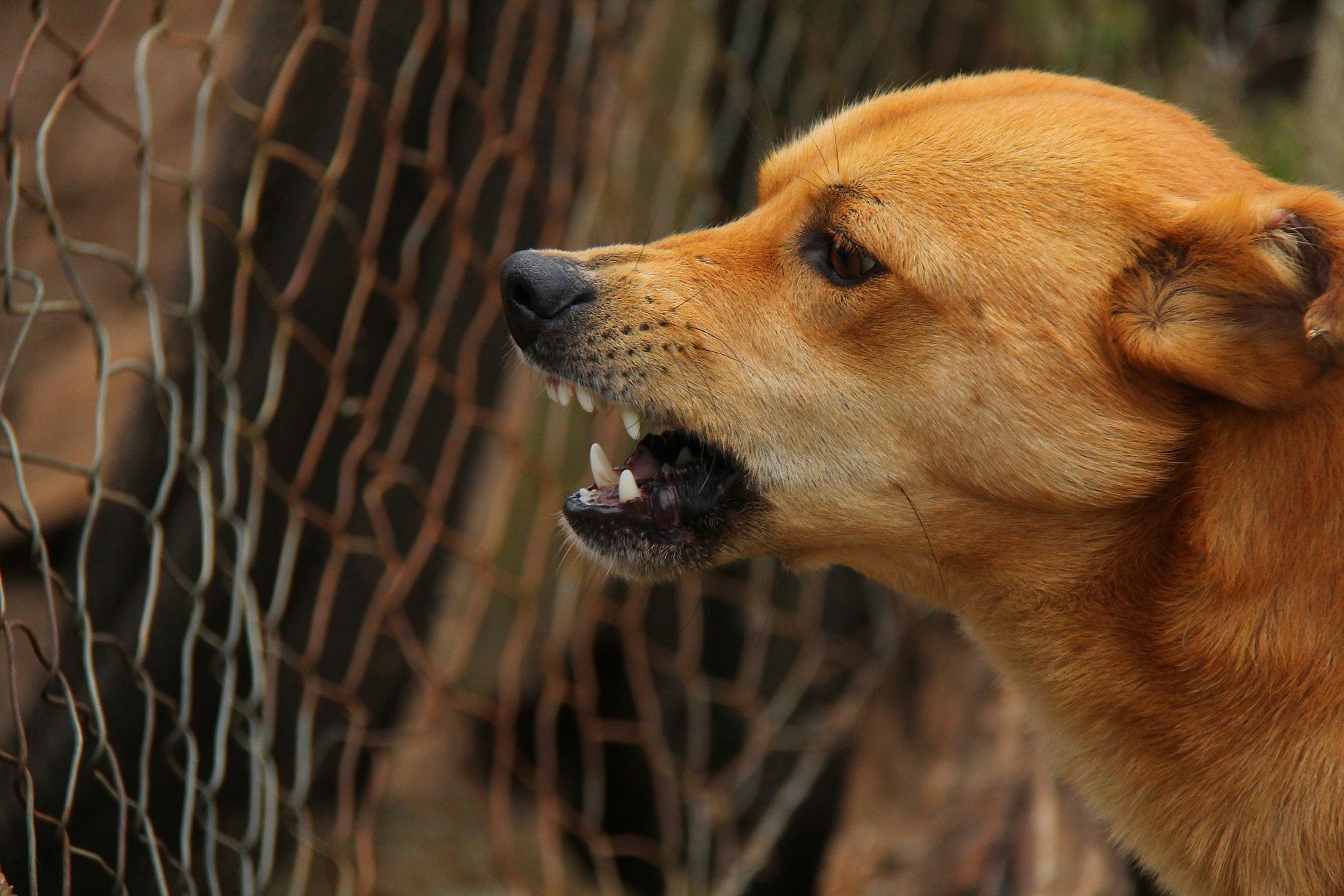 Aggressionen bei Hunden sind in der Regel mit ihrem Gefühl der Gefahr und einem Mangel an guter Beziehung zu ihrem Betreuer verbunden.