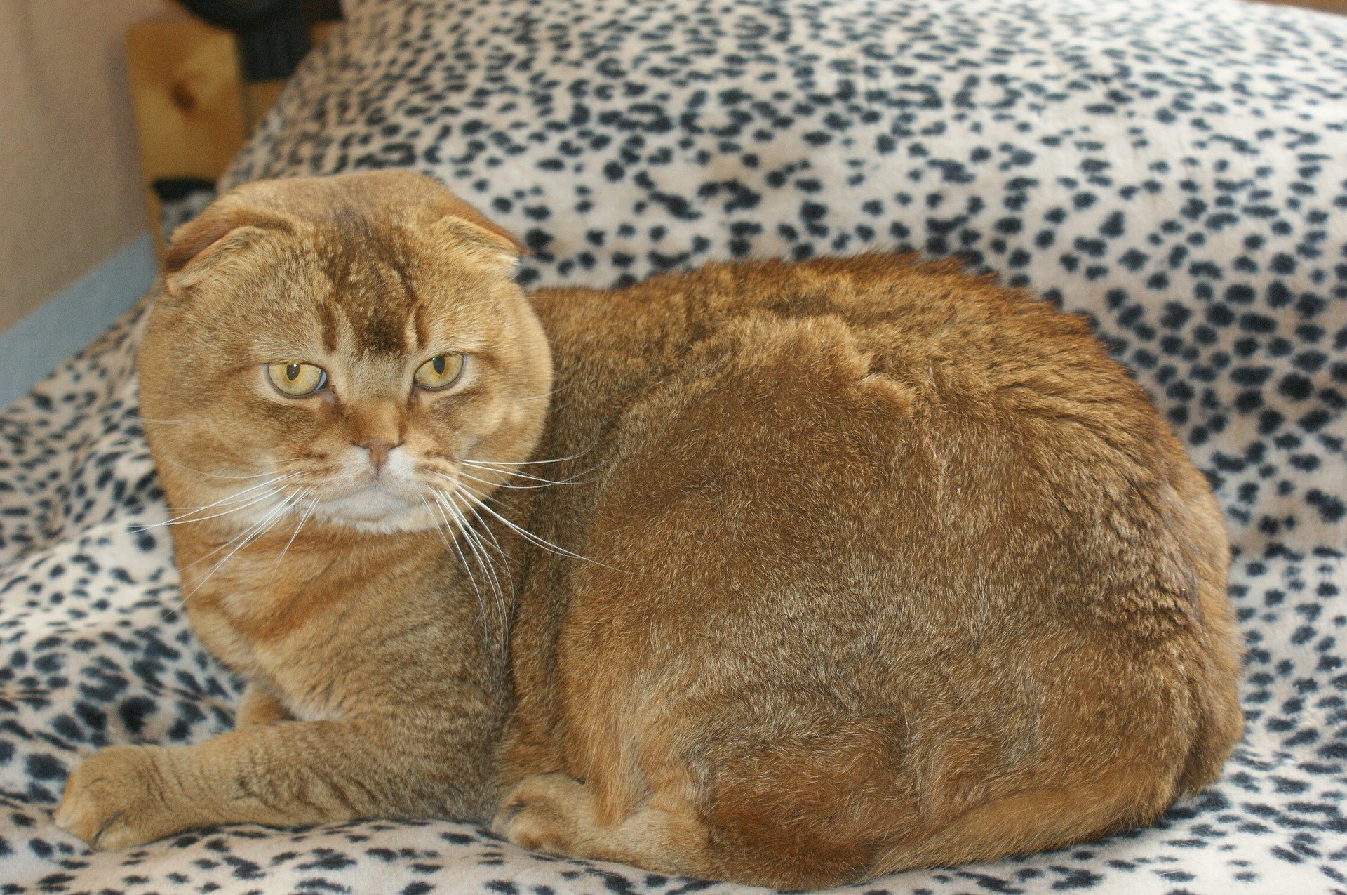 Die Scottish Fold Katze ist mittelgroß und hat ungewöhnliche Ohren. Sie sind klein, gerundet und weit auseinander gesetzt.