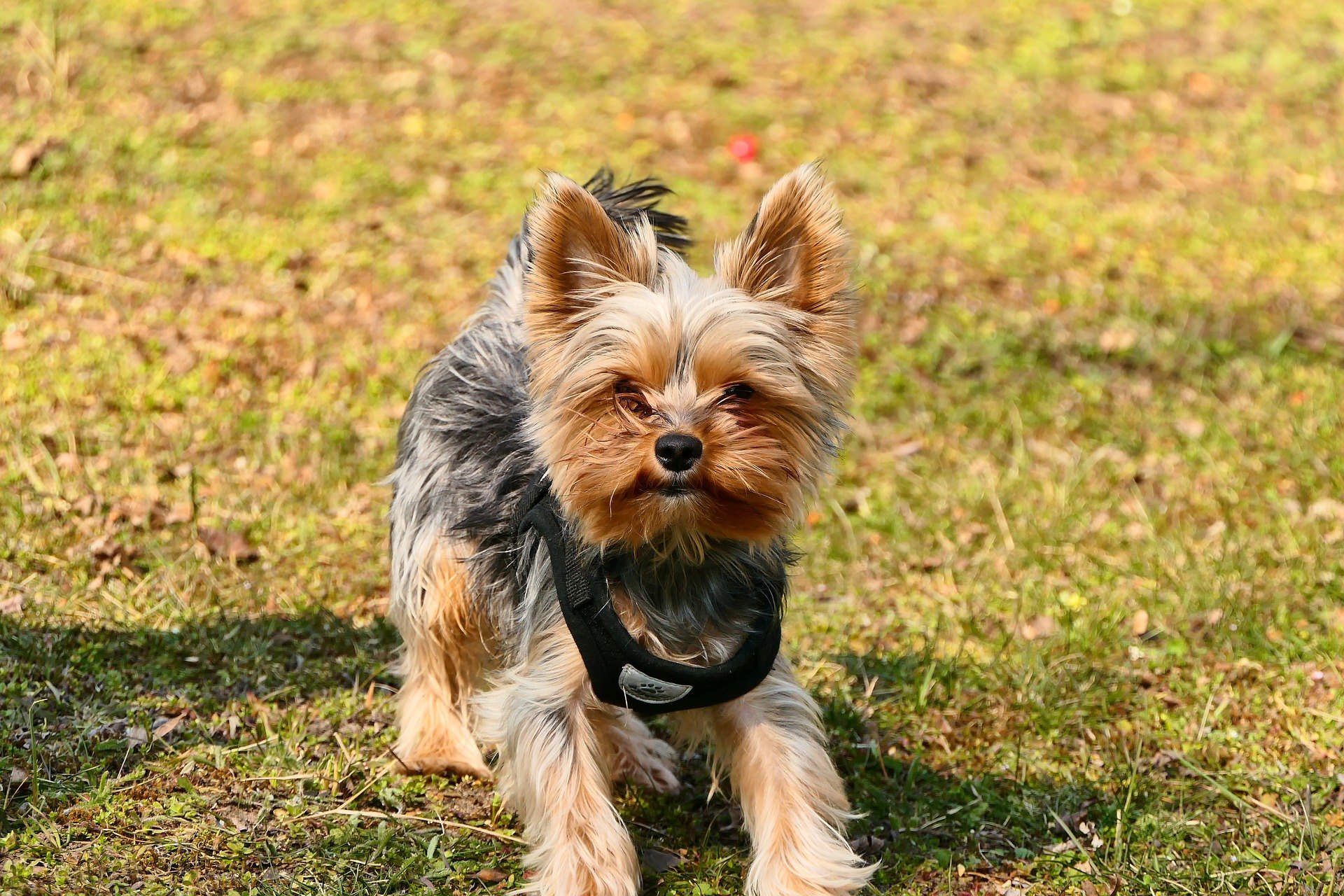 Ein Halfter ist eine Art Klemmhalsband, das am Mund eines Hundes angebracht wird und das Verhalten des Hundes während des Trainings beeinflusst.