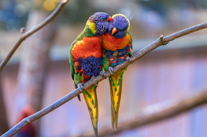 Zwei Ara-Papageis