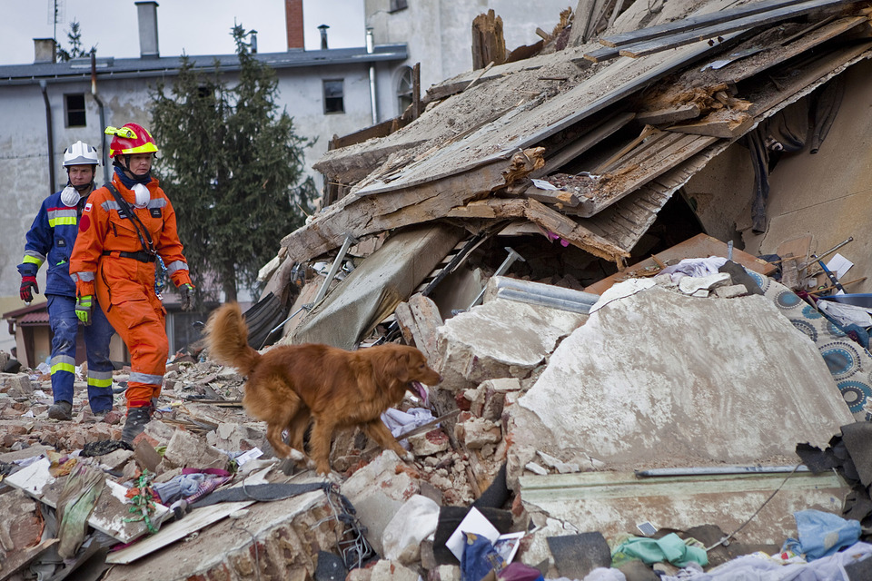 Der Hund schaut Menschen in Trümmern an.