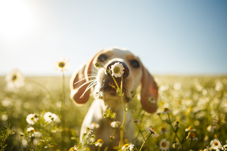 Hundeallergien können sich beispielsweise beim Riechen von Gänseblümchen auf einer Wiese manifestieren. Wenn Sie übermäßig schnüffeln, kann Ihr Hund niesen.