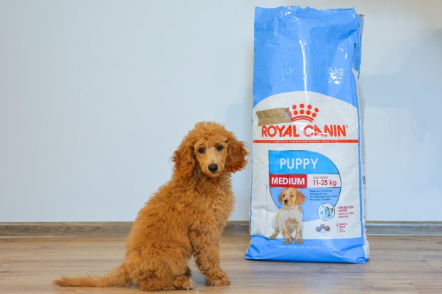 Royal Canin Puppy Trockenfutter für Welpen mittlerer Rassen.