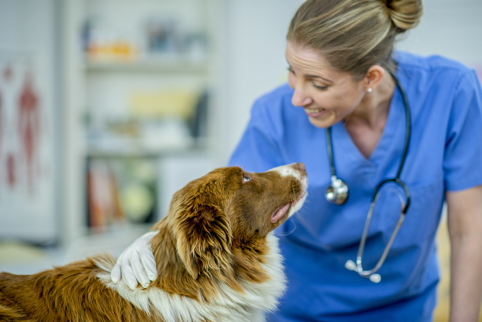 Allergien bei Hunden oder Katzen sollten von einem Tierarzt diagnostiziert und bestätigt werden. Schäferhund schaut während seines Besuchs beim Tierarzt den Arzt an. Ein Besuch beim Tierarzt muss keine stressige Erfahrung sein, wenn wir gute Assoziationen für die Tiere schaffen.