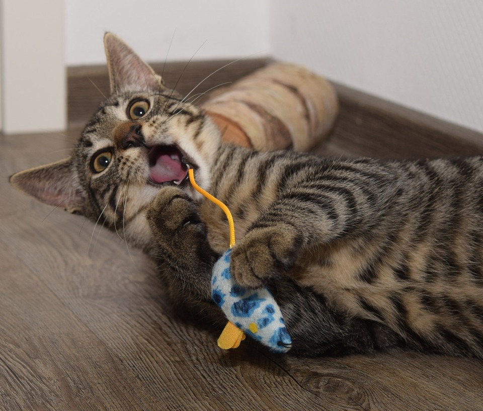 Die getigerte Katze ist verrückt nach dem Spielzeug. Eine Plüschmaus ist ein großartiges Spielzeug für Katzen. Das Besprühen mit Katzenminze erhöht den Wert.