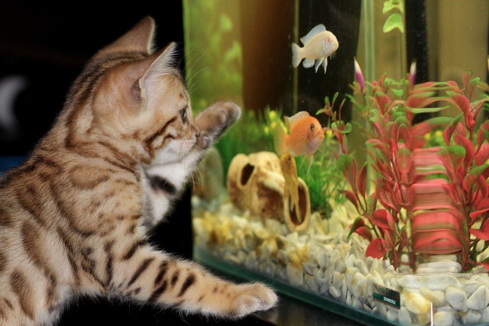 Das Aquarium kann auch eine gute Attraktion für Katzen sein.