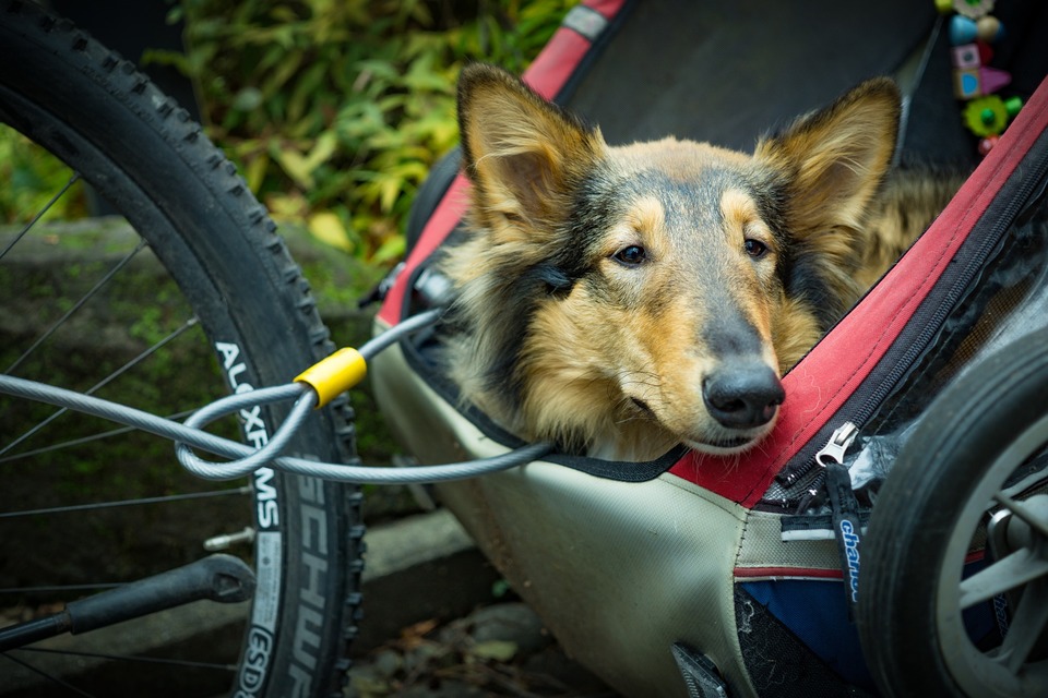 Hund in einem Wagen am Fahrrad befestigt. Er neigt den Kopf und beobachtet die Aussicht, gesichert mit einer Leine und einem geeigneten Seil.