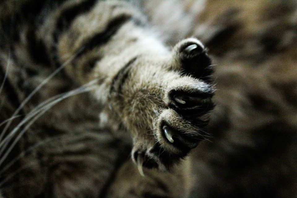 Die Pfote der Katze hat 5 Finger und jeder hat eine Kralle. Das Trimmen von Krallen für ausgehende Katzen erleichtert sowohl Katzen als auch Pflegepersonen das Leben.