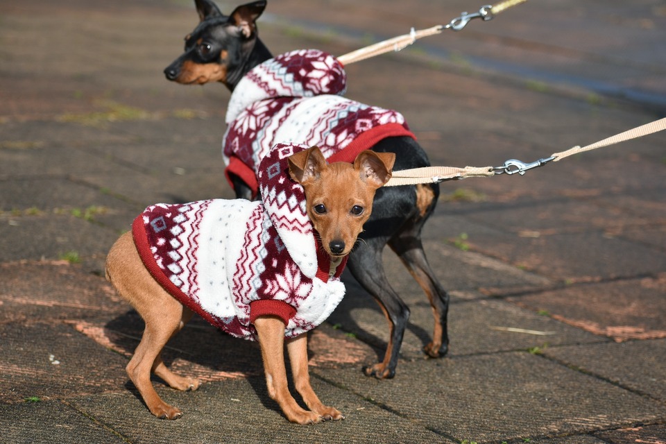 Kleidung für Hunde kleiner Rassen ist ein praktisches Gadget, um die kältesten Perioden zu überstehen.