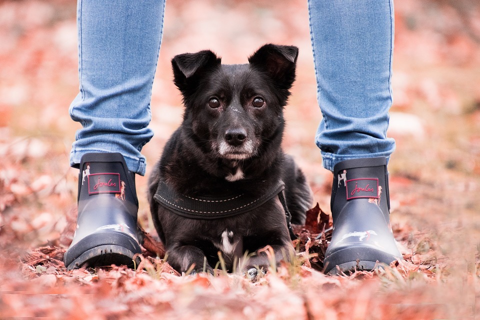Hund zeigt Vertrauen auf viele Weise, zum Beispiel die Lust, Zeit miteinander zu verbringen und zum Beispiel zwischen den Beinen zu sitzen.