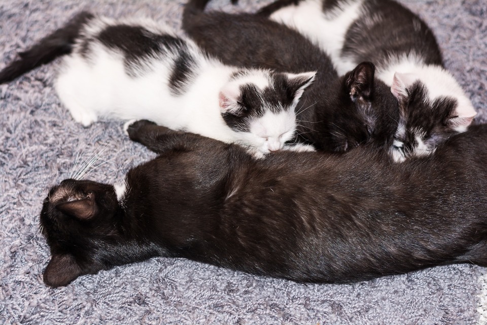 Drei schwarz-weiße Kätzchen säugen die Muttermilch der Katze.