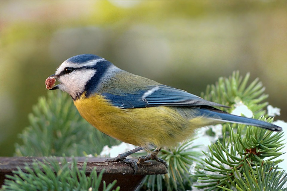 Wenn Sie Vögel füttern, können Sie Grundfutter aus einer Zoohandlung verwenden. Hin und wieder können Sie die Ernährung von Vögeln durch Obst variieren.