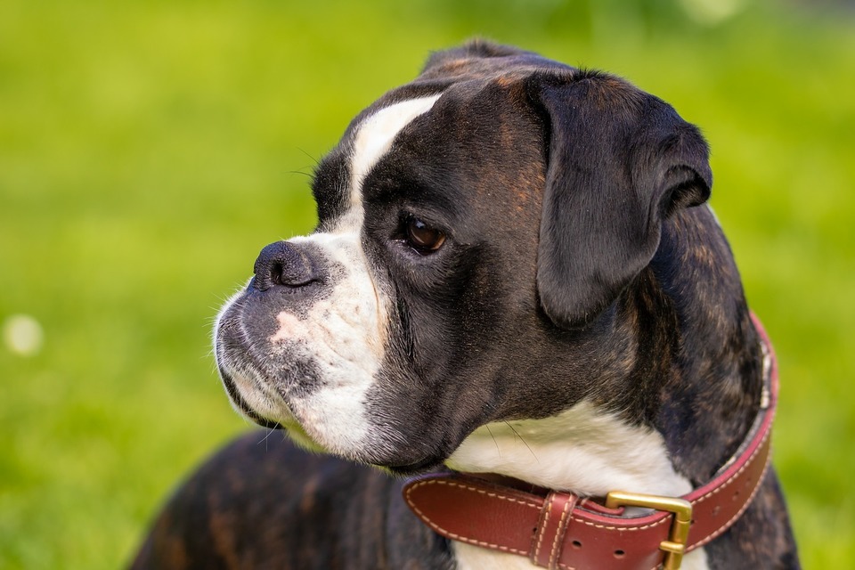 Der Boxer gehört zu den brachyzephalen Hunderassen. Insbesondere sollte es vor zu hohen Temperaturen geschützt werden.
