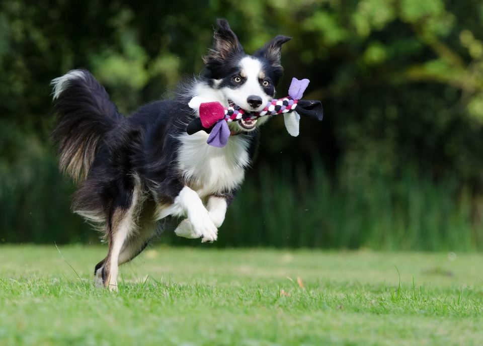 Ein junger Hund mit einem Spielzeug, der hoch springt, kann Stürzen und Gelenkproblemen ausgesetzt sein