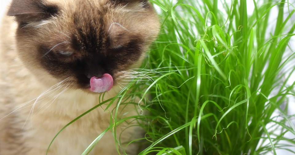 Die Katze frisst das Gras der Katze. Er leckt sich die Lippen.