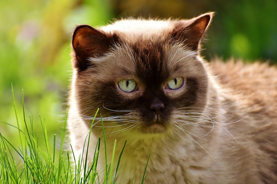 Erwachsene britische Katze im Freien. Es ist keine natürliche Umgebung für Katzen, insbesondere für reinrassige.