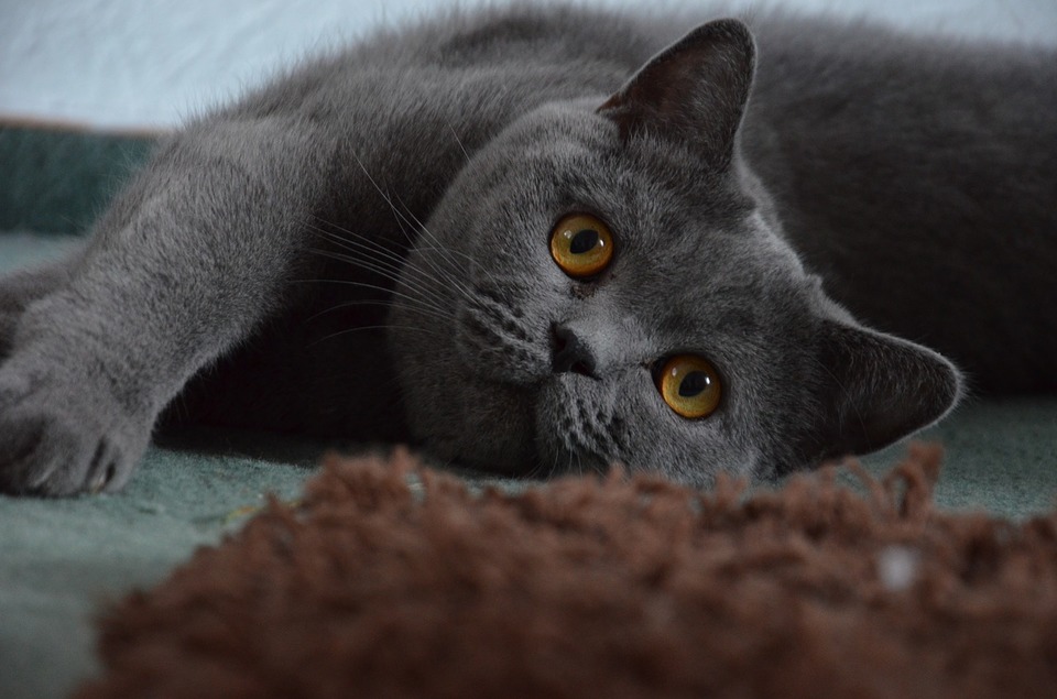Britische blaue Katze. Briten haben große Köpfe und große Augen, oft mit einem schönen Gelbstich.