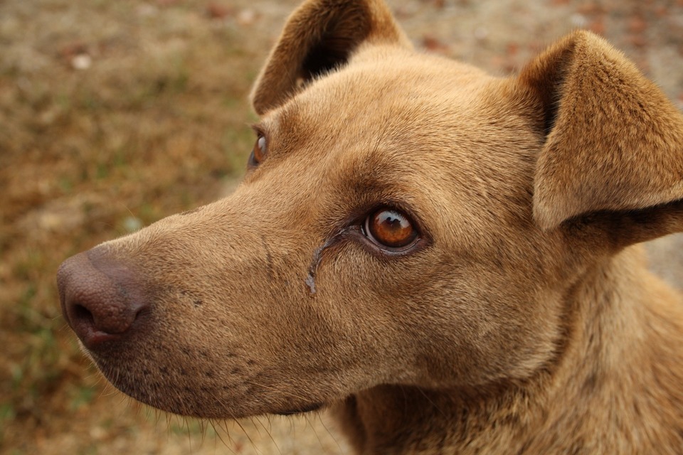 Hund mit tränenden Augen. Das kann Erkältung, Krankheit oder Allergiesymptome bei Ihrem Hund sein.