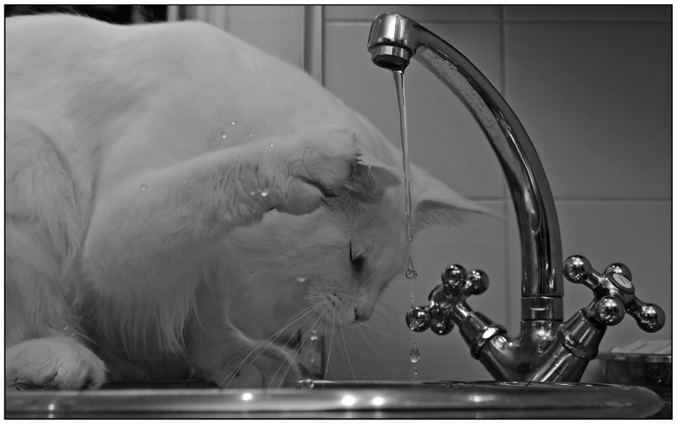 Eine langhaarige, weiße Katze spielt am abgeschraubten Waschbecken und versucht, den Wasserstrahl anzugreifen.
