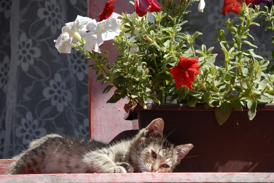 Geschwächte, junge Katze liegt draußen. Seine Augen sind traurig und resigniert